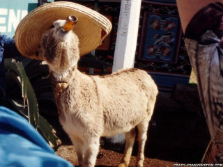 Llama sombrero market place people - its head in free wallpaper