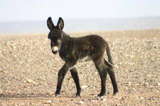 Small black donkey rocky gravel - amédée ozenfant free wallpaper