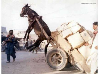 Horse cart person street people - real free wallpaper