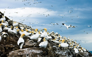 Flock birds rocky cliff ocean 2 - a flock of birds free wallpaper