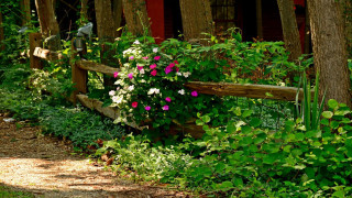 Wooden fence flowers house red - a red door free wallpaper