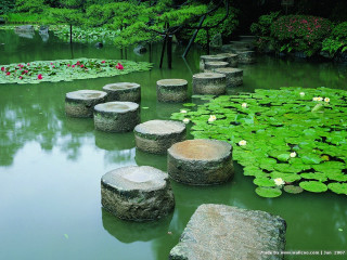 Pond logs flowers water lilies - symmetric free wallpaper