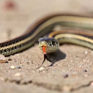 Snake eating carrot sand rocks - free nature wallpaper for tablet