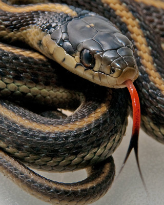 Snake red tongue sticking out - a white surface free wallpaper for mobile