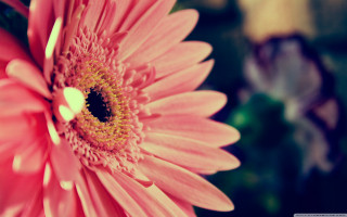 Pink flower yellow center green 20 - a green stem in the background free wallpaper