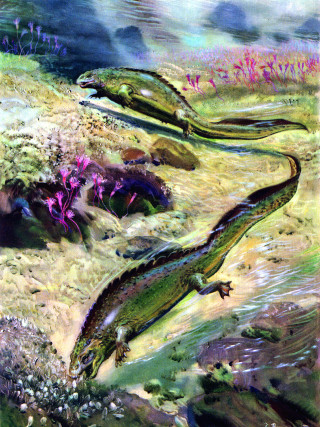 Lizards field grass flowers painting - the other free wallpaper for mobile