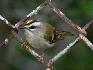 Small bird metal fence macro - assemblage free wallpaper