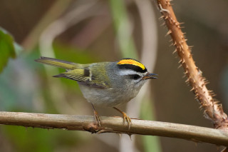 Small bird perched branch yellow - an illustration of free wallpaper