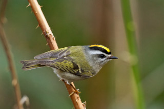 Small bird yellow black head - thin free wallpaper