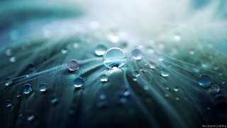 Leaf water droplets blue background 3 - blue background free wallpaper