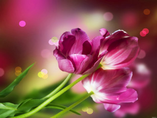 Pink flower closeup blurry background - a close up free wallpaper