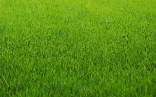 Field green grass blurry background - a blurry background of the grass free wallpaper