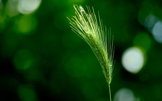 Green plant macro bamboo moon - a green plant free wallpaper