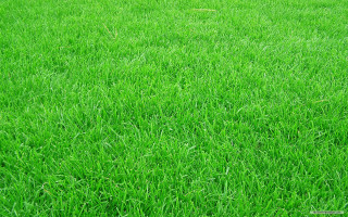 Red fire hydrant green grass - a red fire hydrant free wallpaper