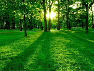 Grassy field trees sunlight background - tree and grass free wallpaper for desktop