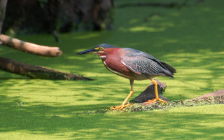 Bird log swampy green ecological - a yellow beak free wallpaper