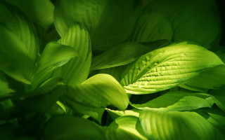 Green leafy plant macro blurry 2 - a green leafy plant free wallpaper