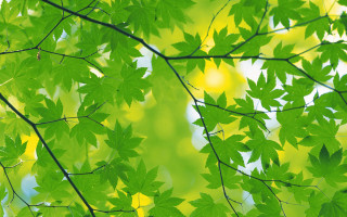 Green leafy tree yellow background 2 - a green leafy tree free wallpaper