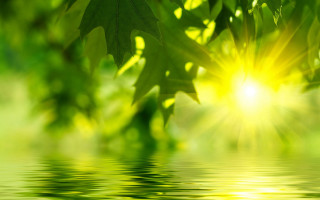 Green leaf water reflection sunlight 2 - a green leaf free wallpaper for desktop