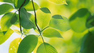 Green leaf closeup sunlight depth - a green leafy tree branch free wallpaper