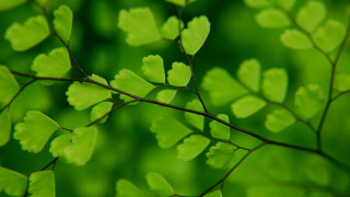 Green leafy plant macro foliage - stem and a blurry background free wallpaper for desktop