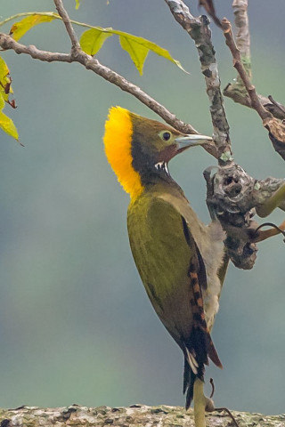 Yellow bird branch background tree - free bird wallpaper for mobile