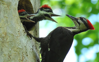Two woodpeckers tree trunk looking - institutional free wallpaper for desktop