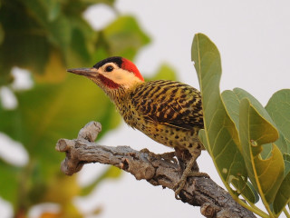 Bird red yellow black beak - boetius adamsz bolswert free wallpaper
