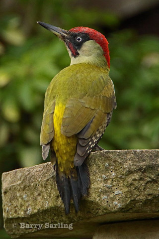 Red head bird branch tree 2 - a red head free wallpaper for mobile