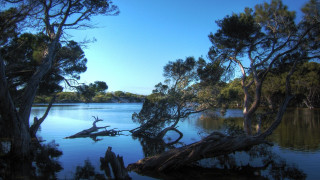 Lake trees branches blue sky - lake free wallpaper