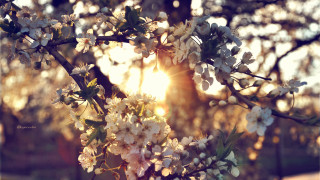Tree white flowers sunlight blurry - the sunlight free wallpaper