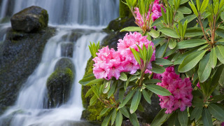 Waterfall pink flowers rock wall - a rock wall behind free wallpaper