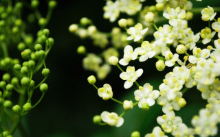 Close up flowers green leaves - the background and a blurry background behind free wallpaper