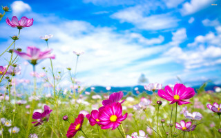 Purple flowers blue sky clouds - ammi phillips free wallpaper