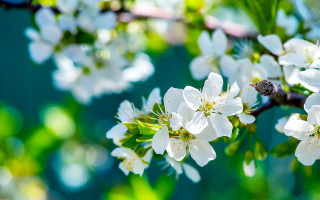 Bee sitting branch blossoming tree - a bee free wallpaper