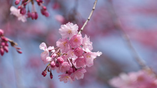 Branch pink flowers buds foreground - asai chū free wallpaper