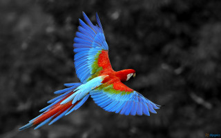 Colorful bird flying wings spread 5 - fauvism free wallpaper