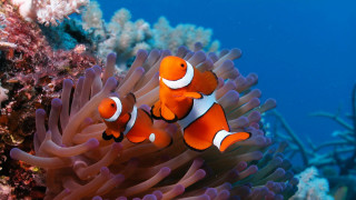 Orange white clownfish swimming anemone - impressionism free wallpaper