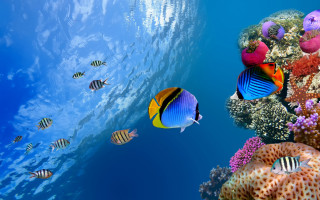 Fish ocean coral reef bubbles - a large amount free wallpaper