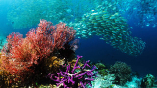 Fish coral reef ocean school - ding guanpeng free wallpaper
