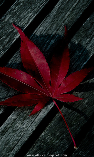 Red leaf wooden bench macro - adobe lightroom free wallpaper