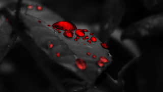 Leaf red drops black background - surface free wallpaper
