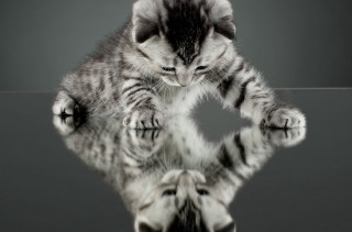 Kitten reflection mirror image looking - abstract illusionism free wallpaper