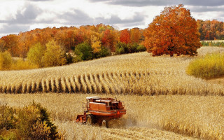 Tractor driving field corn autumn - fall vibrancy free wallpaper