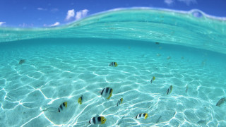 Fish swimming clear blue ocean 5 - a group of fish swimming free wallpaper for desktop