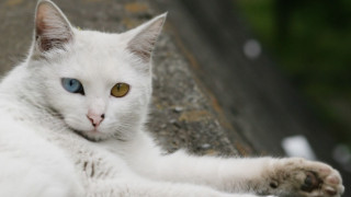 White cat blue eyes paw - symmetrical eye free wallpaper