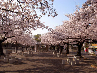 Park benches trees pink flowers - free spring wallpaper