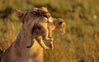 Lion cub holding mother tall - tall free wallpaper for desktop