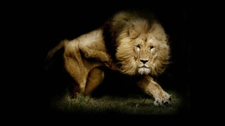 Lion walking dark grass paws - its paw free wallpaper