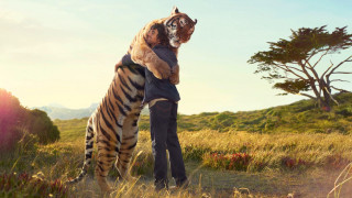 Man holding tiger face field - bill watterson free wallpaper